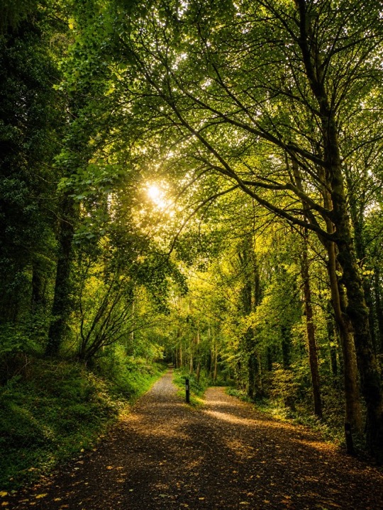 Forest walks
