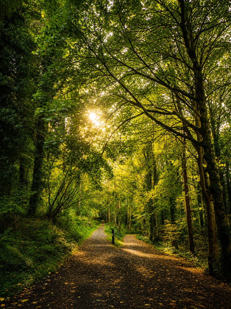 Forest walks
